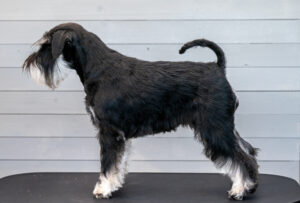 Schnaublacks Excellent Eliza "Yra"